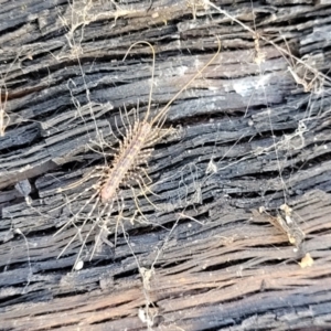 Scutigeridae (family) at Bigga, NSW - 8 Jan 2022
