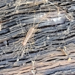Scutigeridae (family) (A scutigerid centipede) at Keverstone National Park - 8 Jan 2022 by tpreston