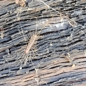 Scutigeridae sp. (family) at Bigga, NSW - 8 Jan 2022