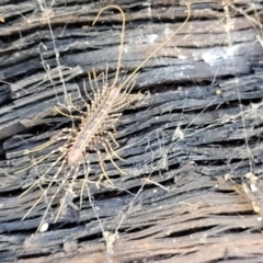 Scutigeridae (family) at Bigga, NSW - 8 Jan 2022 01:49 PM