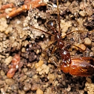 Aphaenogaster longiceps (Funnel ant) at Keverstone National Park - 8 Jan 2022 by tpreston