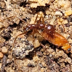 Aphaenogaster longiceps at Bigga, NSW - 8 Jan 2022