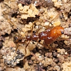 Aphaenogaster longiceps at Bigga, NSW - 8 Jan 2022 01:44 PM