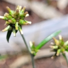 Euchiton japonicus (Creeping Cudweed) at Keverstone National Park - 8 Jan 2022 by tpreston