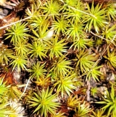 Polytrichaceae sp. (family) (A moss) at Keverstone National Park - 8 Jan 2022 by tpreston