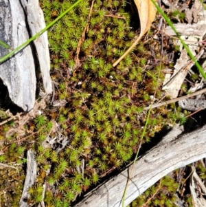 Polytrichaceae sp. (family) at Bigga, NSW - 8 Jan 2022