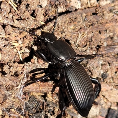 Cardiothorax monarensis (Darkling beetle) at Keverstone National Park - 8 Jan 2022 by tpreston