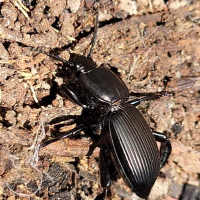 Cardiothorax monarensis (Darkling beetle) at Bigga, NSW - 8 Jan 2022 by trevorpreston