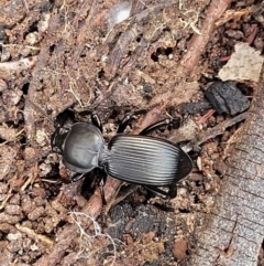 Cardiothorax monarensis at Bigga, NSW - 8 Jan 2022