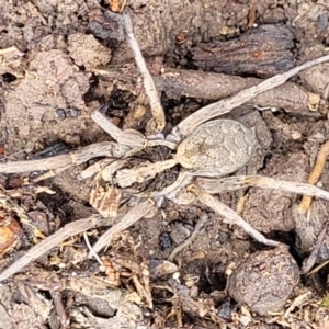 Lycosidae (family) at Bigga, NSW - 8 Jan 2022 01:35 PM