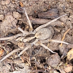 Lycosidae (family) at Bigga, NSW - 8 Jan 2022 01:35 PM