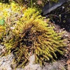 Unidentified Moss, Liverwort or Hornwort at Keverstone National Park - 8 Jan 2022 by trevorpreston