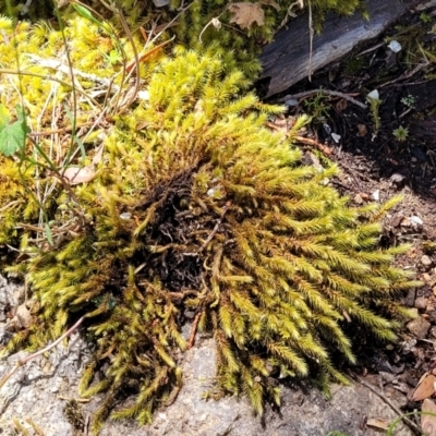 Unidentified Moss / Liverwort / Hornwort at Bigga, NSW - 8 Jan 2022 by tpreston