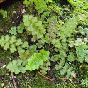 Pleurosorus rutifolius at Bigga, NSW - 8 Jan 2022