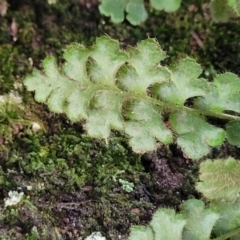 Pleurosorus rutifolius at Bigga, NSW - 8 Jan 2022