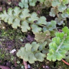 Pleurosorus rutifolius at Bigga, NSW - 8 Jan 2022