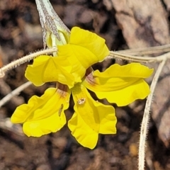 Goodenia hederacea subsp. hederacea (Ivy Goodenia, Forest Goodenia) at Bigga, NSW - 8 Jan 2022 by trevorpreston