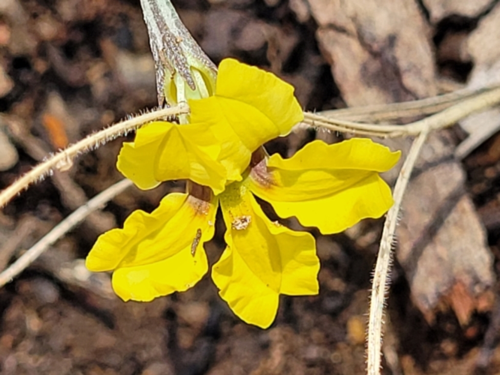 Goodenia hederacea subsp. hederacea at Bigga, NSW - 8 Jan 2022