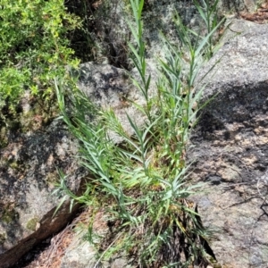 Stypandra glauca at Bigga, NSW - 8 Jan 2022 01:15 PM