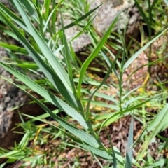 Stypandra glauca at Bigga, NSW - 8 Jan 2022 01:15 PM