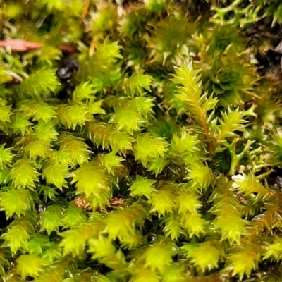 Unidentified Moss, Liverwort or Hornwort at Keverstone National Park - 8 Jan 2022 by trevorpreston