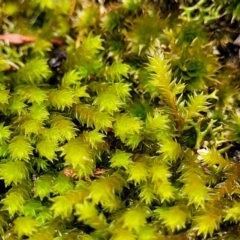 Unidentified Moss / Liverwort / Hornwort (TBC) at Keverstone National Park - 8 Jan 2022 by tpreston