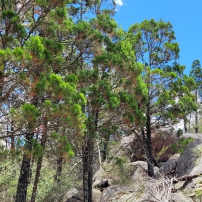 Callitris endlicheri (Black Cypress Pine) at Keverstone National Park - 8 Jan 2022 by tpreston