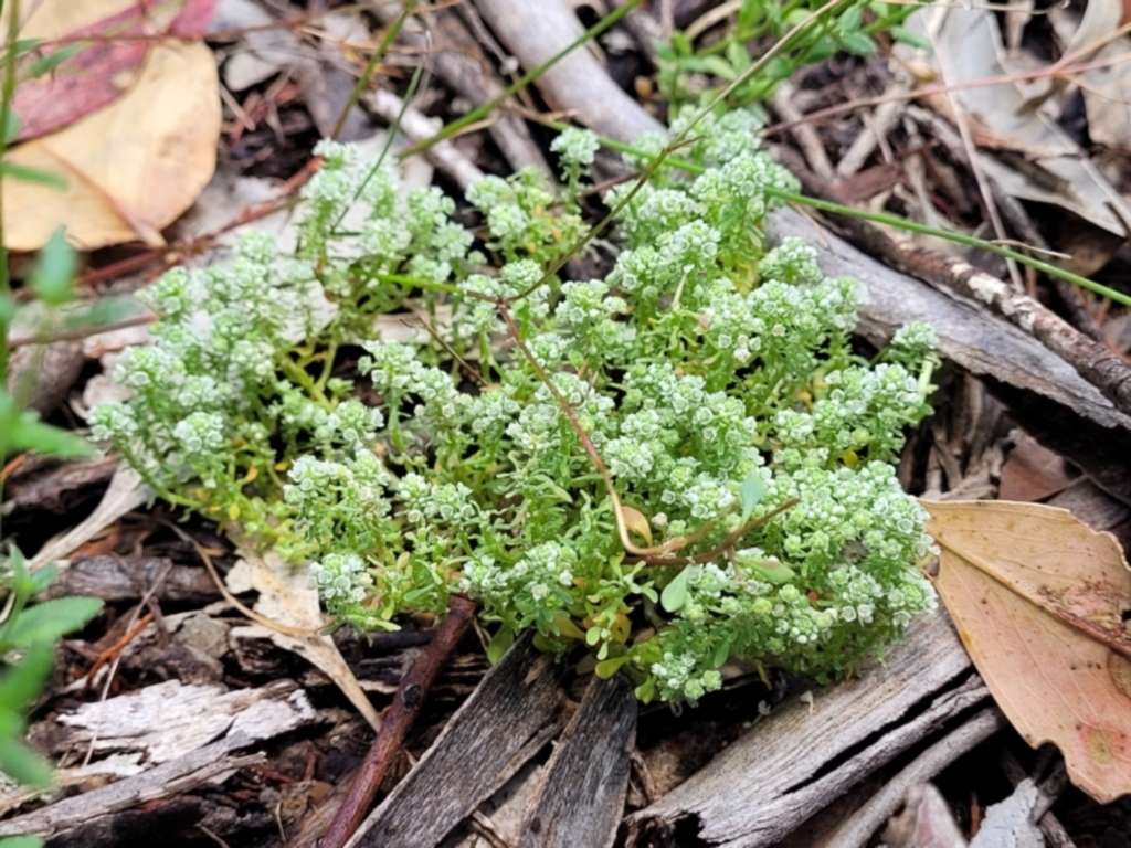 Poranthera microphylla at Bigga, NSW - 8 Jan 2022