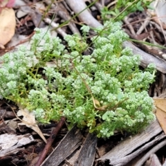 Poranthera microphylla (Small Poranthera) at Bigga, NSW - 8 Jan 2022 by tpreston