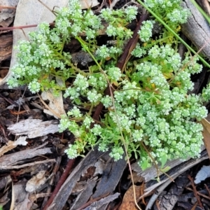 Poranthera microphylla at Bigga, NSW - 8 Jan 2022 01:10 PM