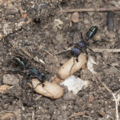 Rhytidoponera metallica (Greenhead ant) at Higgins, ACT - 27 Dec 2021 by AlisonMilton