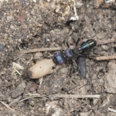 Rhytidoponera metallica at Higgins, ACT - 28 Dec 2021 09:29 AM