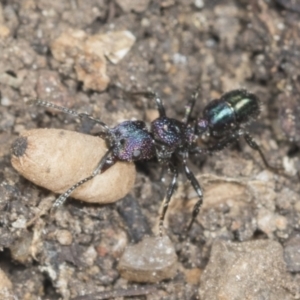 Rhytidoponera metallica at Higgins, ACT - 28 Dec 2021 09:29 AM