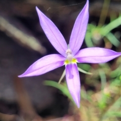 Isotoma axillaris (Australian Harebell, Showy Isotome) at Bigga, NSW - 8 Jan 2022 by trevorpreston
