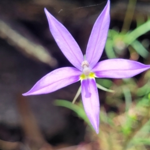 Isotoma axillaris at Bigga, NSW - 8 Jan 2022