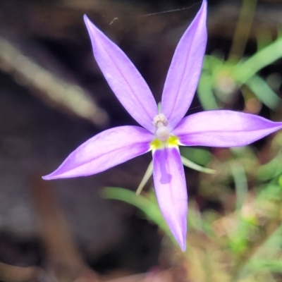 Isotoma axillaris (Australian Harebell, Showy Isotome) at Bigga, NSW - 8 Jan 2022 by trevorpreston