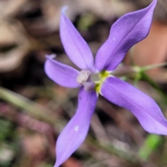 Isotoma axillaris at Bigga, NSW - 8 Jan 2022