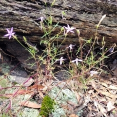 Isotoma axillaris at Bigga, NSW - 8 Jan 2022