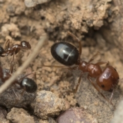 Melophorus perthensis (Field furnace ant) at Bruce Ridge to Gossan Hill - 14 Dec 2021 by AlisonMilton
