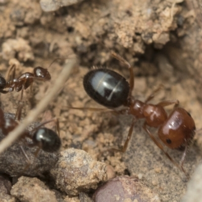 Melophorus perthensis (Field furnace ant) at Bruce Ridge to Gossan Hill - 14 Dec 2021 by AlisonMilton