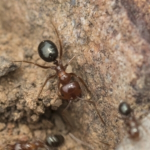 Melophorus perthensis at Bruce, ACT - 14 Dec 2021 12:02 PM