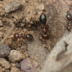 Melophorus perthensis at Bruce, ACT - 14 Dec 2021 12:02 PM