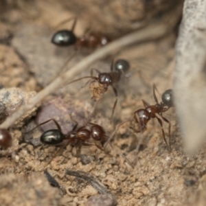 Melophorus perthensis at Bruce, ACT - 14 Dec 2021