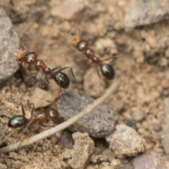 Melophorus perthensis at Bruce, ACT - 14 Dec 2021 12:02 PM