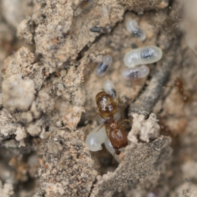 Pheidole sp. (genus) (Seed-harvesting ant) at Bruce Ridge to Gossan Hill - 13 Dec 2021 by AlisonMilton
