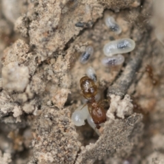 Pheidole sp. (genus) (Seed-harvesting ant) at Bruce Ridge - 13 Dec 2021 by AlisonMilton
