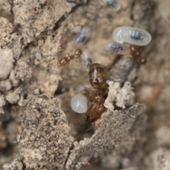 Pheidole sp. (genus) at Bruce, ACT - 14 Dec 2021 10:19 AM