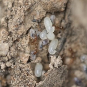 Pheidole sp. (genus) at Bruce, ACT - 14 Dec 2021 10:19 AM