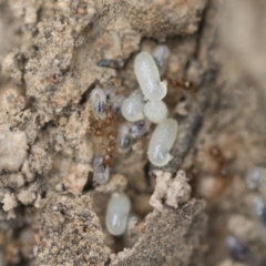 Pheidole sp. (genus) at Bruce, ACT - 14 Dec 2021