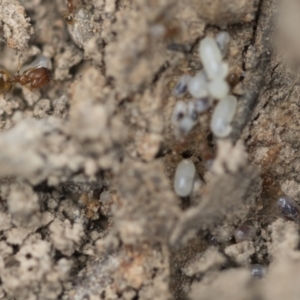 Pheidole sp. (genus) at Bruce, ACT - 14 Dec 2021 10:19 AM